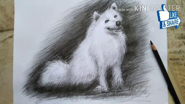 How to draw a dog | Pencil Shading | Dog painting with charcoal pencil