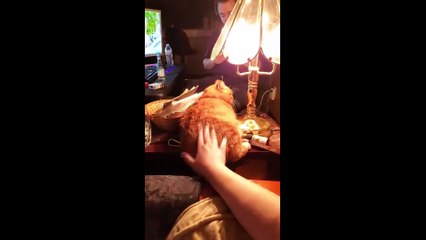 Funny Cats - Cutest And Funniest Cats 2020