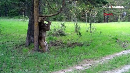Ayıların gülümseten kaşınma keyfi