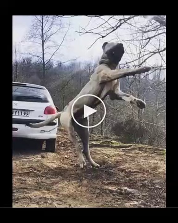 UCAN MiNiK DEV ANADOLUI COBAN KOPEGi - GiaNT FLYiNG ANADOLU SHEPHERD DOG