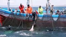 Un alga asiática invasora amenaza la pesca de atunes de la almadraba en Cádiz