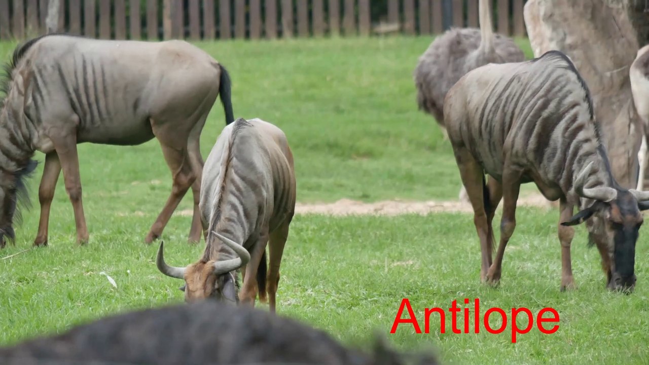 Animal videos with sounds & Name in English for Children – (30 Amazing Animals)