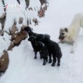 KANGAL ve KOYUN YAVRULARININ KAR SEViNCi - KANGAL DOG and SHEEP PUPPiES HAPPY SNOW