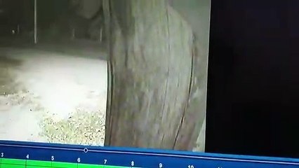 Nada respetan, nada: se robó un loro pero quedó filmado