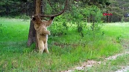 Foto kapana takılan ayıların gülümseten 'kaşınma' görüntüleri: İki nedeni var