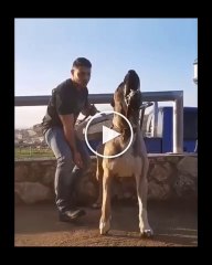 ADAMCI ANADOLU COBAN KOPEGi - ANGRY ANATOLiAN SEHPHERD DOG