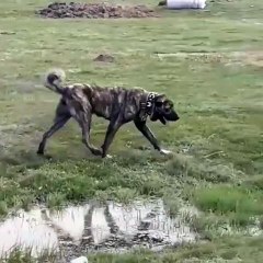 A KALiTE CAPAR ANADOLU COBAN KOPEGi - A QULiTY ANATOLiAN SHEPHERD CAPAR DOG