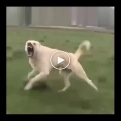 ADAMA ECEL TERi DOKTUREN COBAN KOPEGi - VERY HUNGRY ANATOLiAN SHEPHERD DOG