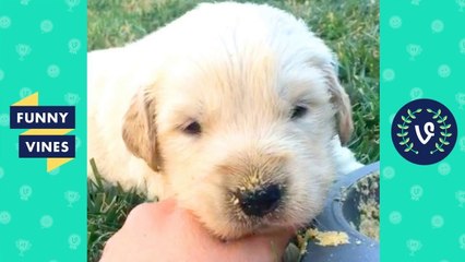 TRY NOT TO LAUGH - Funny PETS & Cute ANIMALS! _ Funny Videos October 2018