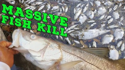 MASSIVE FISH KILL! BIG Fish Dying Everywhere