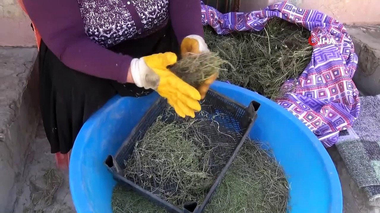 Dağlardan topladığı kekikler geçim kaynağı oldu