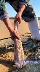 Unrealistic Creatures That Actually Exist