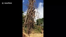 Death-defying 'land-jumping' ritual seen on island of Vanuatu