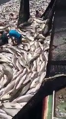 Ce pêcheurs ont fait la prise de leur vie...