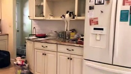 Tous les jours elle retrouve son chat dans cette position