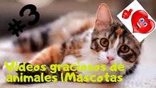Videos De Risa De Gatos y Perros #3