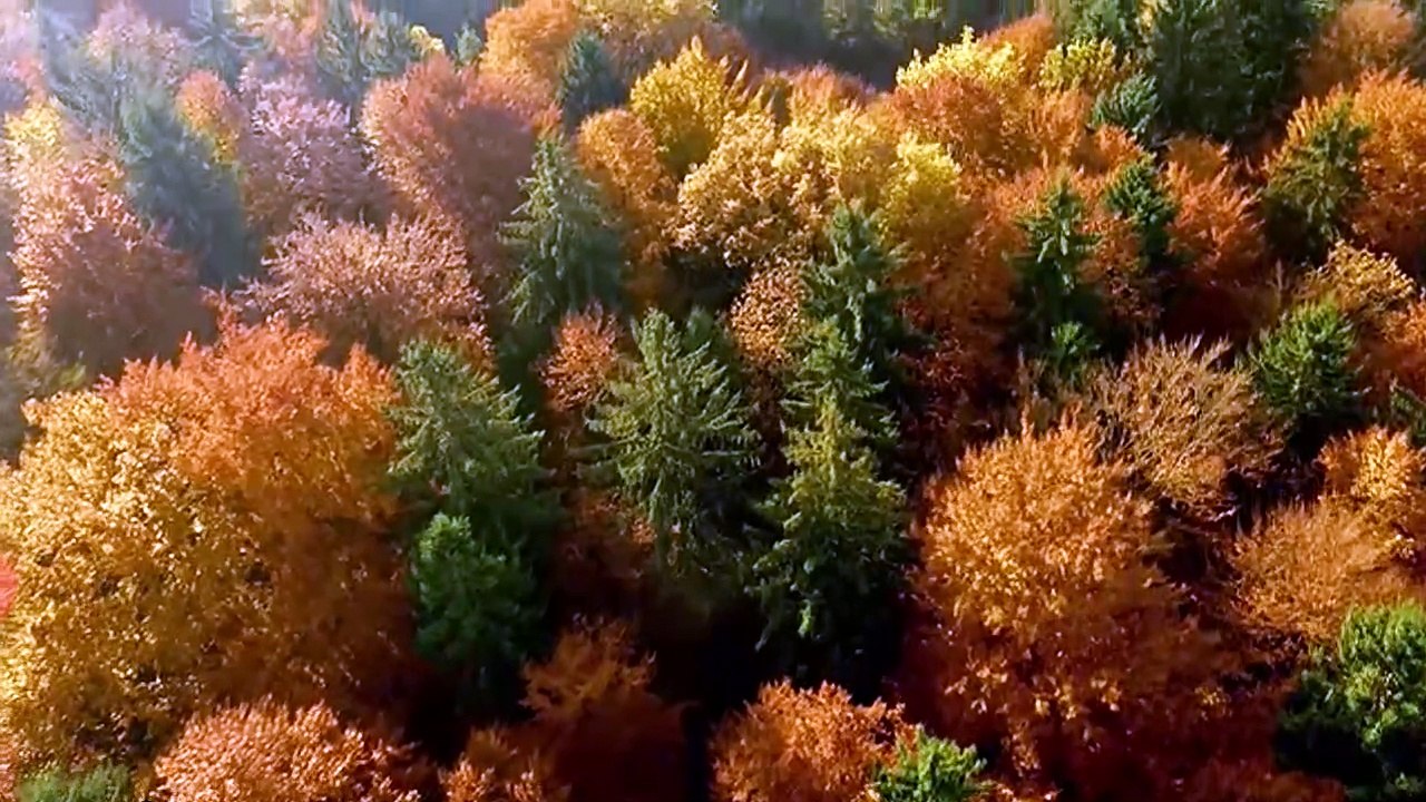 Meditation music: Relaxation and stress reliever music , healing sounds,zen meditation