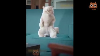 Puedes evitar reírte con este vídeo? 100% imposible!!!