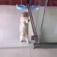 Download Video: Naughty cat,funny cat videos,cute cat videos,animals,cats,pets,funny,funny cat videos,cute cat videos,animals,cats,pets,funny,cute,funny animals,cute animals,cat videos,dog videos,funny dog videos,funny cats,cats meowing,cats fighting,cats talking,cats an