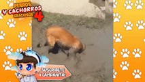 RECOPILACION PERROS Y CACHORROS GRACIOSOS #1