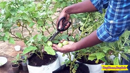 Harvesting Green Brinjal at Home