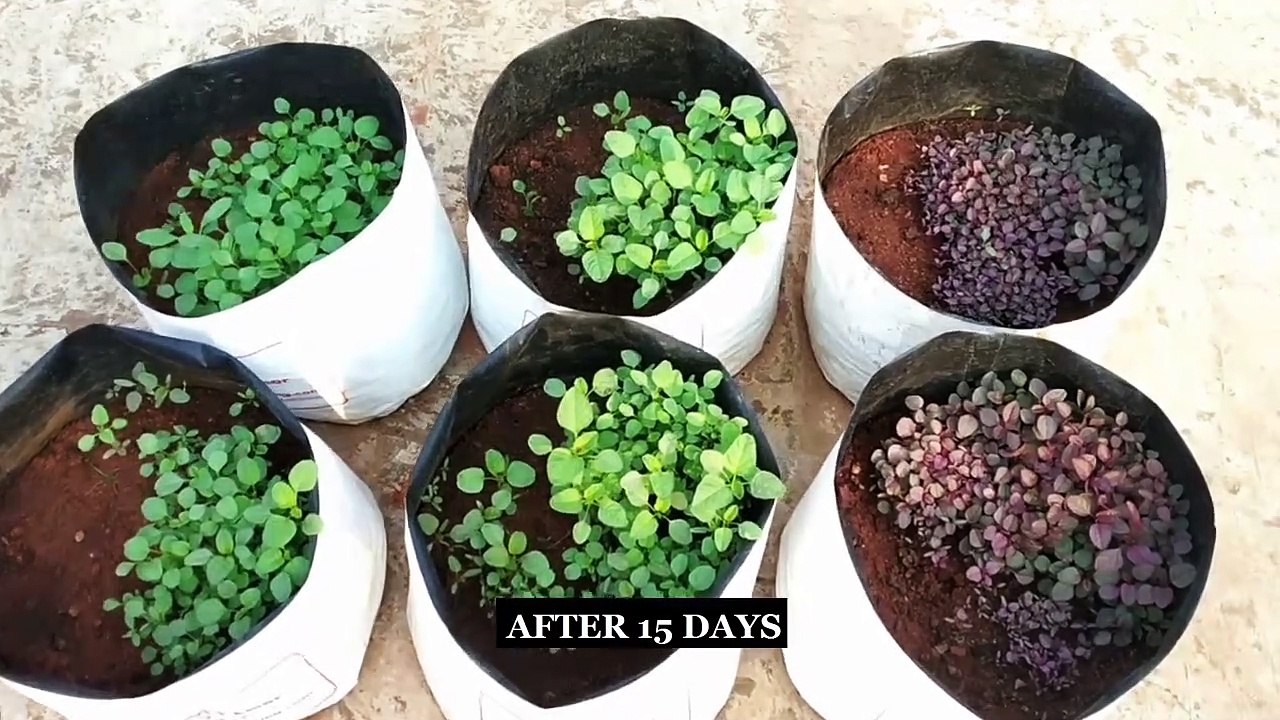 How to Grow Amaranth