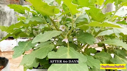 How To Grow Brinjal Plants in Containers