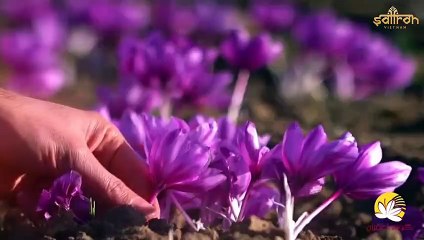 Saffron là gì? Tổng quan về "VÀNG ĐỎ" Nhụy hoa nghệ tây