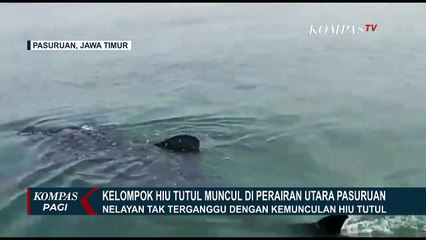 Kelompok Hiu Tutul Muncul di Laut Utara Pasuruan, Diduga Migrasi dari Australia