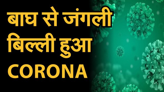 coronavirus : covid19latesnews: कोरोना कमजोर पड़ रहा | डॉक्टर का दावा | कोरोना बिल्ली जैसा हो गया