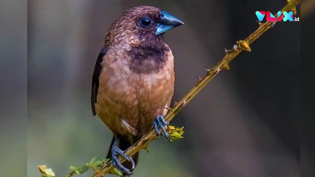Burung Pipit Cium Kakbah di Tengah Pandemi Covid-19