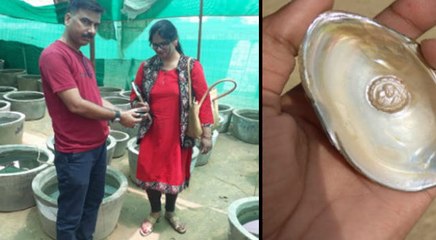 VIDEO : राजस्थान में मोती की खेती, थोड़ी सी जगह में सालाना 9 लाख रुपए कमा रहे नरेंद्र गरवा