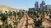 Başakşehir Şehir Hastanesi’nin çevresini süsleyen ağaçların sulama sistemleri yapılıyor