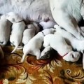 SEViMLi ALABAY COBAN KOPEGi YAVRULARINA ANNE SUTU - CUTE ALABAi SHEPHERD DOG PUPPiES MiLK MOM