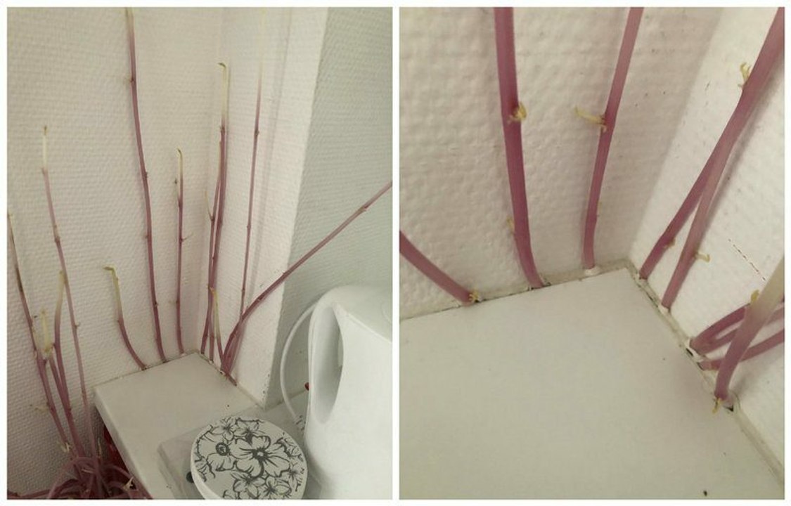 Elle rentre chez-elle après 3 mois de confinement et ce qu'elle découvre est incroyable