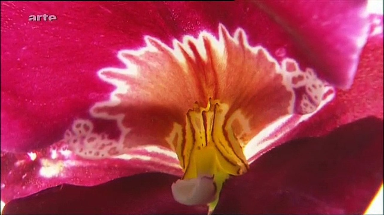 Arte : C.N, Le monde des couleurs : 11-11-2008