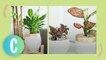 7 Tips To Help You Properly Take Care Of Your Indoor Plants