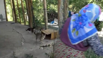 Yılmaz ailesi harabe evlerinde onlarca kediye bakıyor