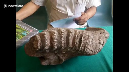 Five-million-year-old elephant fossil discovered in north India