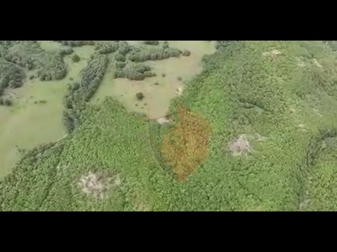 Bilanci në 3 muaj/ Sekuestrohen vetëm 300 rrënjë kanabis në Gjirokastër, në pranga 10 persona