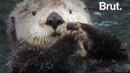 Bringing sea otters back to Canada's Pacific coast