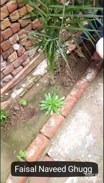#kitchengarden #vegesathome #planting #organicfood Planting at home by Faisal Naveed Ghugg