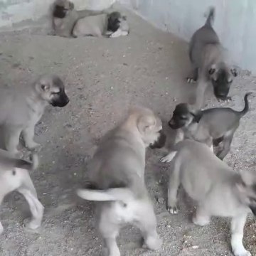 SiVAS KANGAL KOIPEK YAVRULARI SABAH EGZERSiZiNDE - KANGAL DOG PUPPiES EXERCiSE MORNiNG