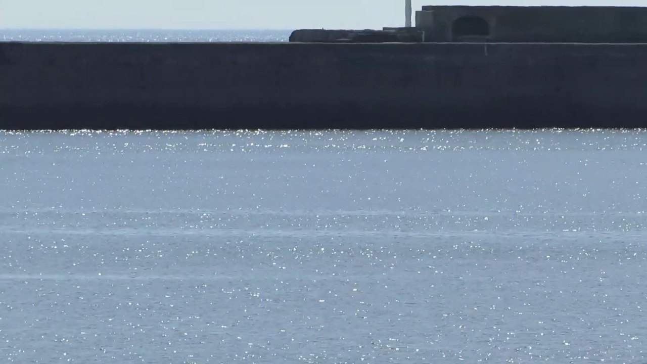 Bottlenose dolphins spotted off the coast at Marsden