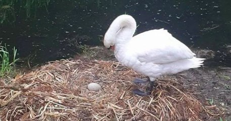 Un cygne est mort le coeur brisé après que ses oeufs aient été brisés par des adolescents