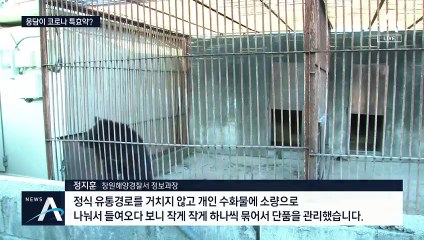 “코로나 특효약”…웅담 밀반입해 판매한 일당 불구속 입건