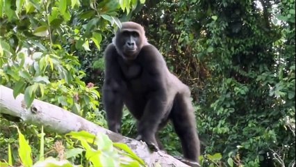 Amazing Moments Compilation-2020 when animals meet their owner