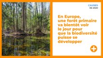 En Europe, une forêt primaire va bientôt voir le jour pour que la biodiversité puisse se développer