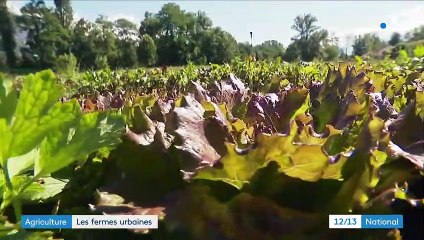 Alimentation : les fermes urbaines plébiscitées après le confinement