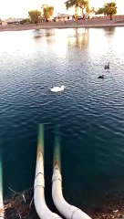 Duck Quacks Up Laughing